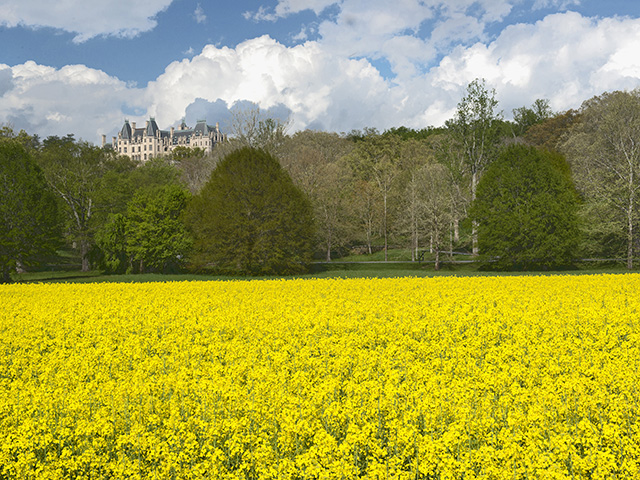 In its heyday, the Biltmore estate encompassed 125,000 acres. Today, the estate totals 8,000 acres of managed forest, row crops, pasture, vegetables and wine grapes. (Progressive Farmer photo courtesy of Biltmore Company)